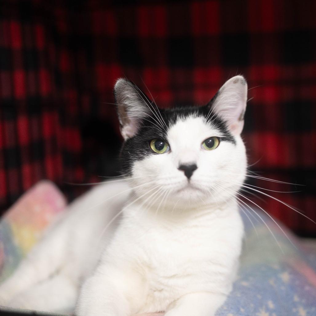 25-257 Tory, a Adoptable Domestic Short Hair in North Branford, CT image 4/6