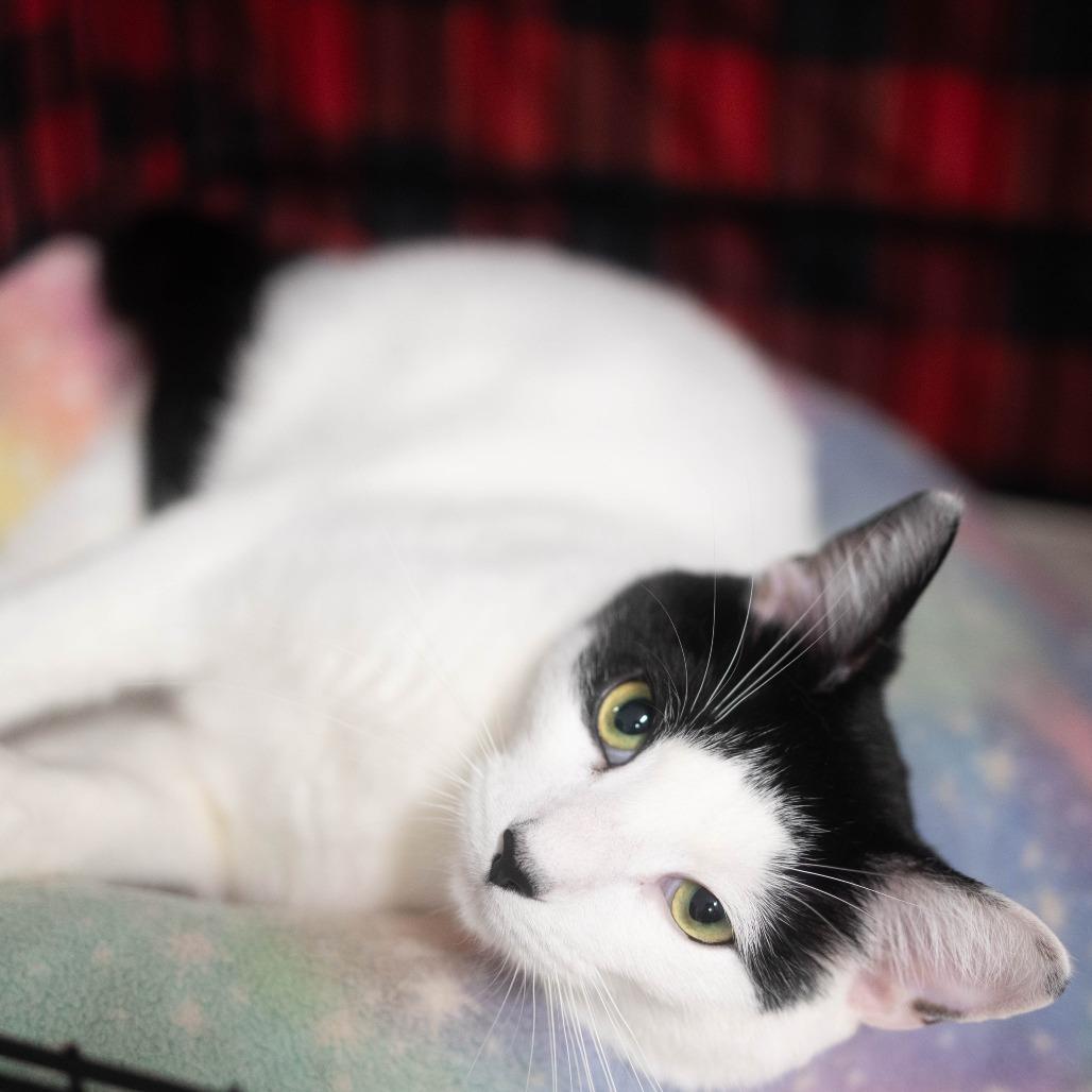 25-257 Tory, a Adoptable Domestic Short Hair in North Branford, CT image 5/6