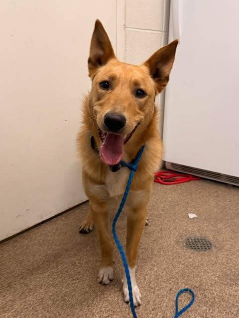 Enlarge Willie, a Adoptable mixed breed in Fruit Heights, UT image 1/3