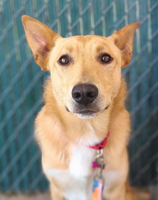 Enlarge Willie, a Adoptable mixed breed in Fruit Heights, UT image 2/3