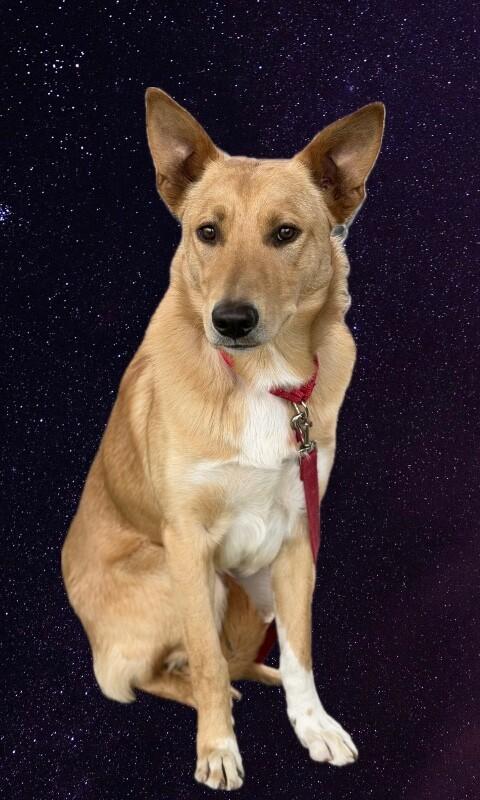 Enlarge Willie, a Adoptable mixed breed in Fruit Heights, UT image 3/3