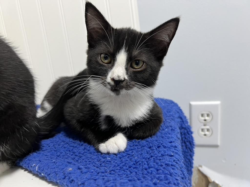 Alfred, a Adoptable Domestic Short Hair in Gaithersburg, MD image 2/3