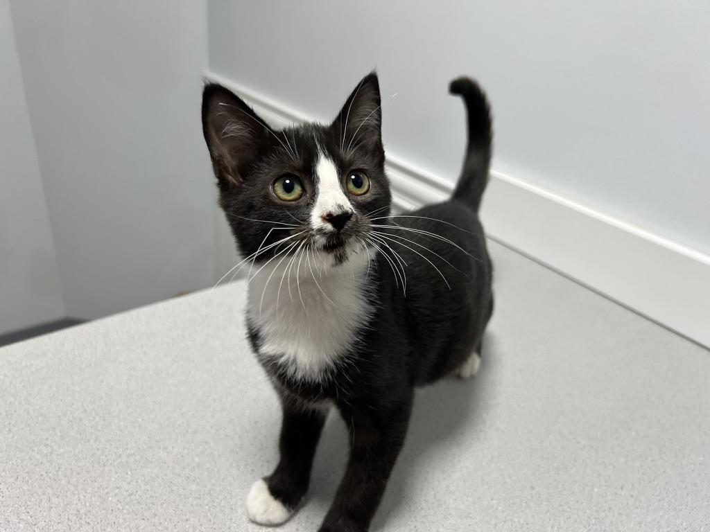 Alfred, a Adoptable Domestic Short Hair in Gaithersburg, MD image 1/3