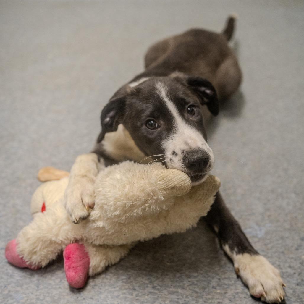 Padme Amidala, a Adoptable mixed breed in Pawling, NY image 1/6