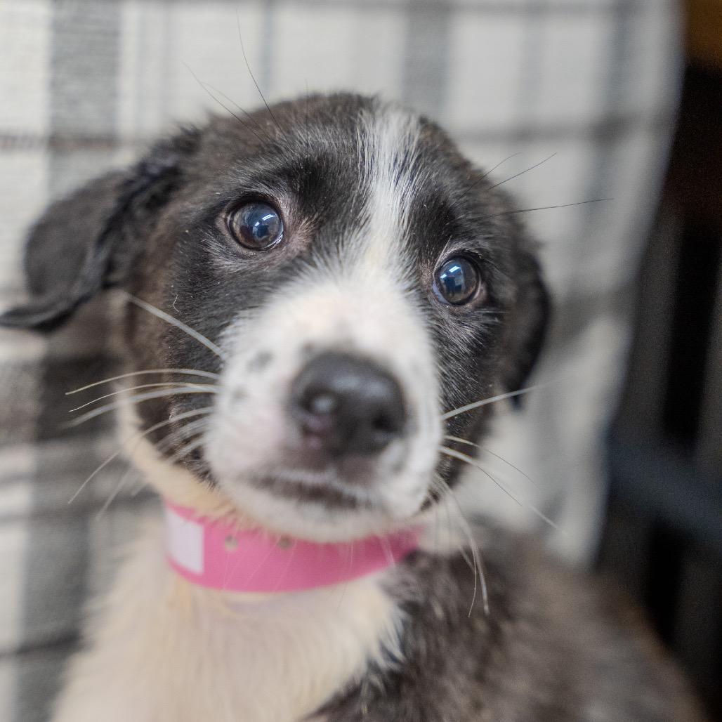Padme Amidala, a Adoptable mixed breed in Pawling, NY image 2/6