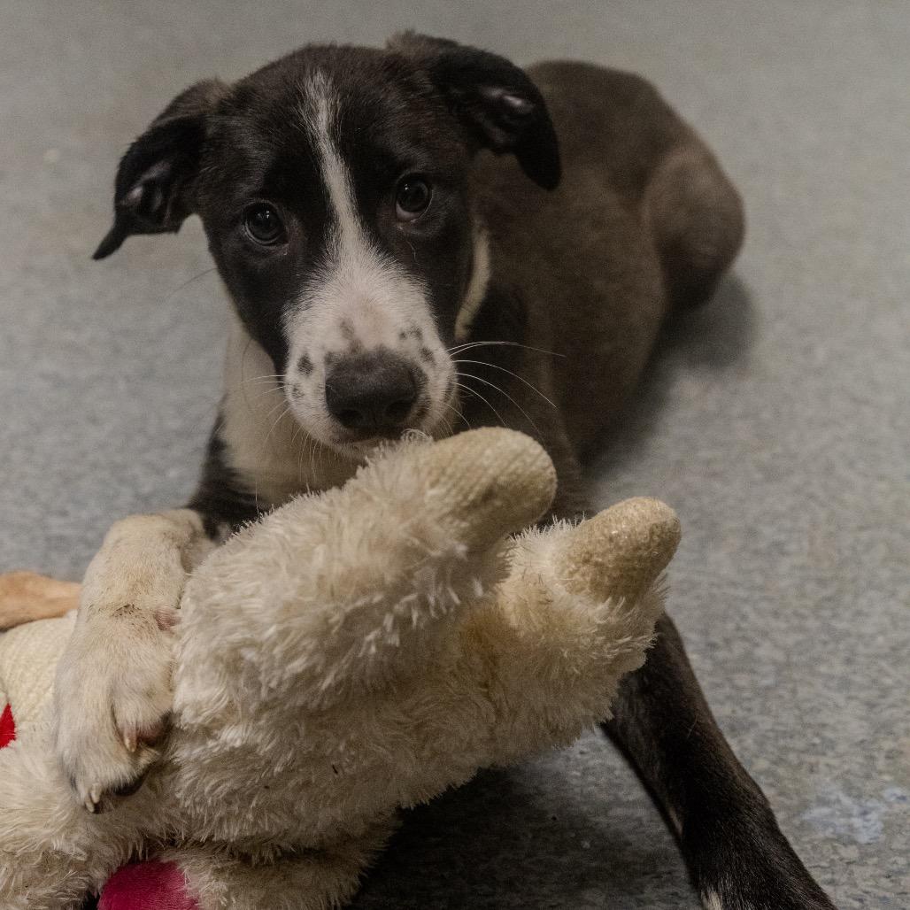 Padme Amidala, a Adoptable mixed breed in Pawling, NY image 3/6
