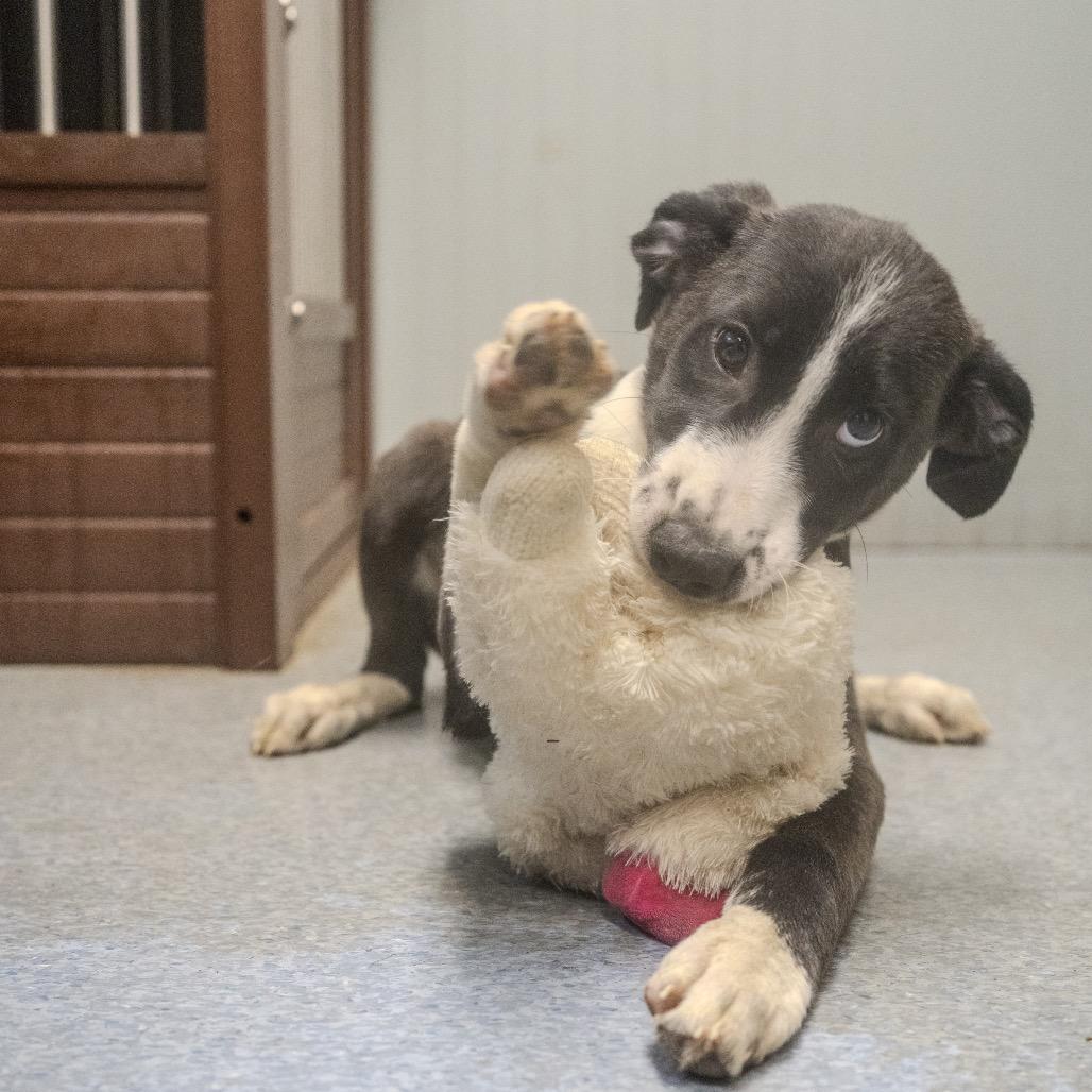 Padme Amidala, a Adoptable mixed breed in Pawling, NY image 4/6