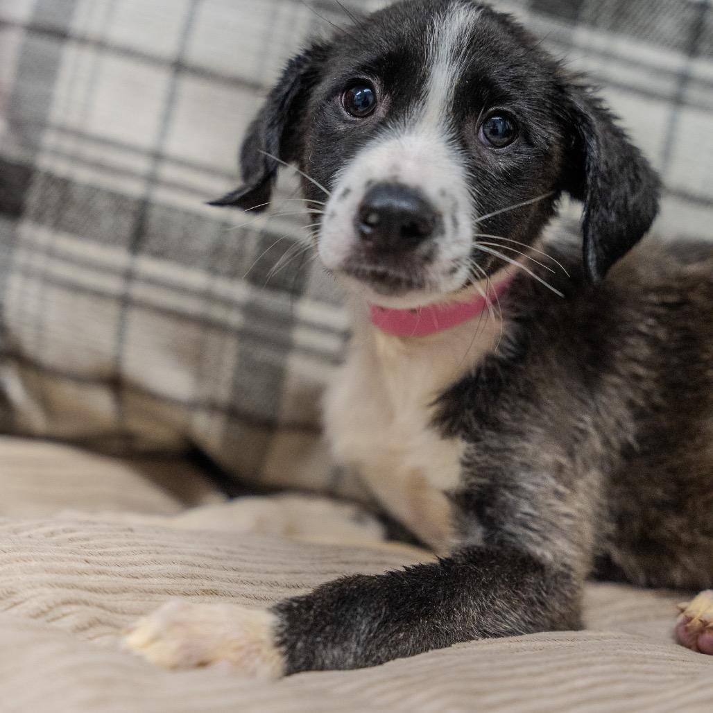 Padme Amidala, a Adoptable mixed breed in Pawling, NY image 5/6