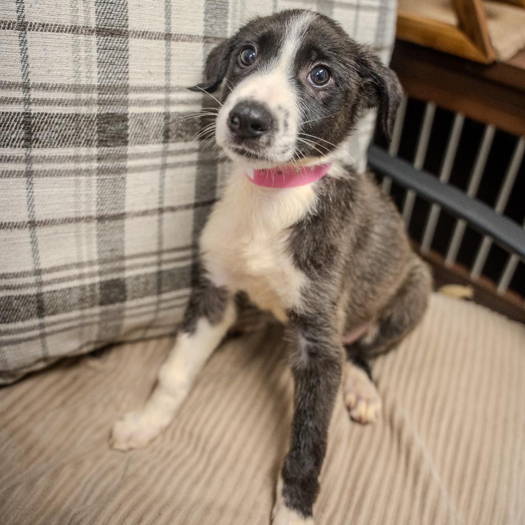 Padme Amidala, a Adoptable mixed breed in Pawling, NY image 6/6