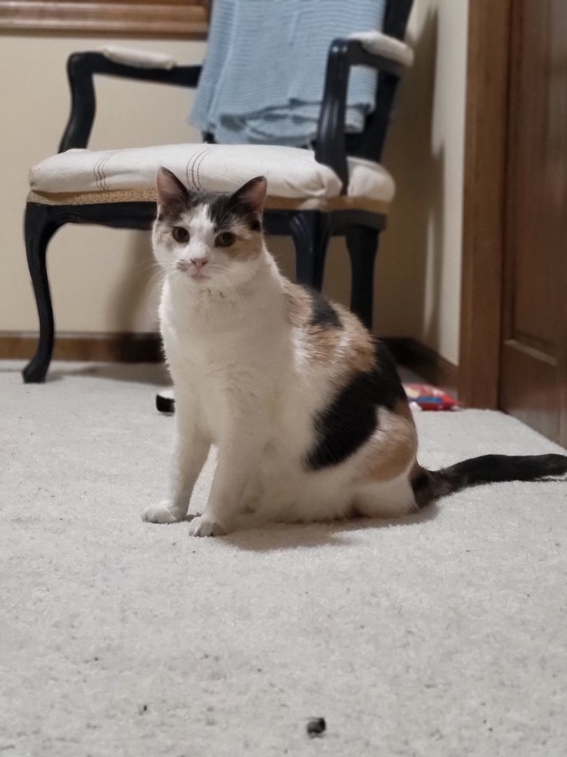 Brewster, a Adoptable Domestic Short Hair in Anoka, MN image 1/3