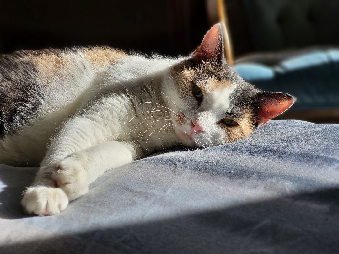 Brewster, a Adoptable Domestic Short Hair in Anoka, MN image 2/3