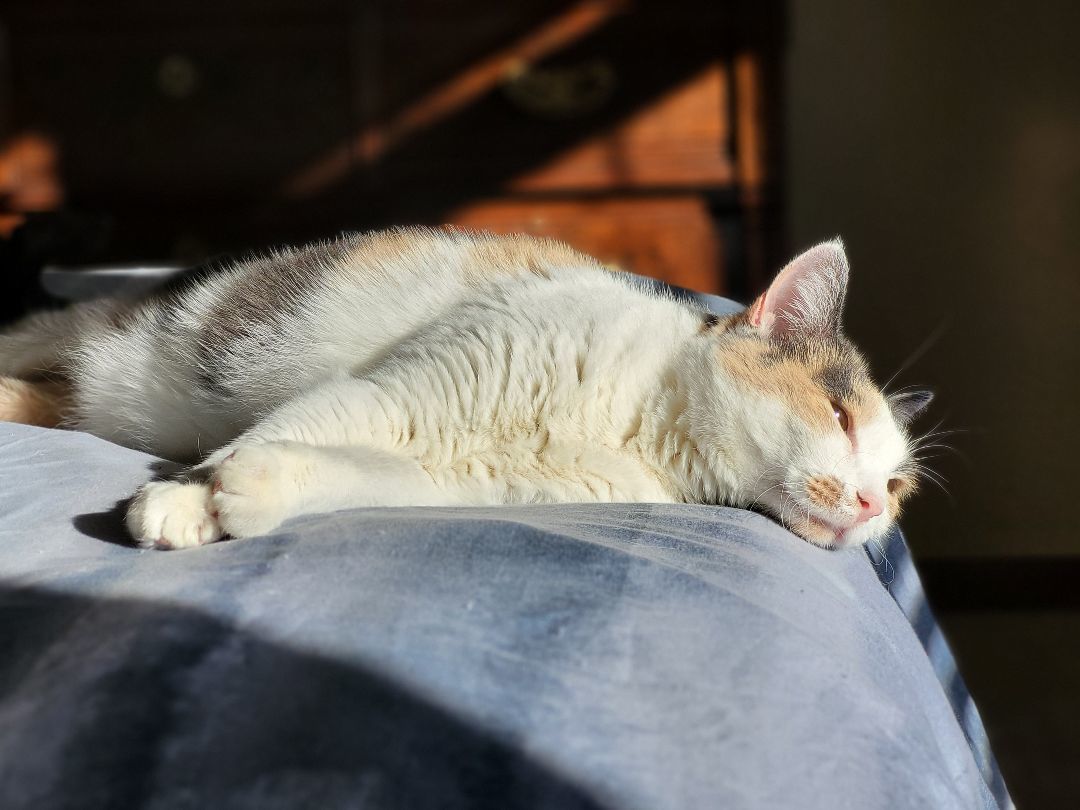 Brewster, a Adoptable Domestic Short Hair in Anoka, MN image 3/3