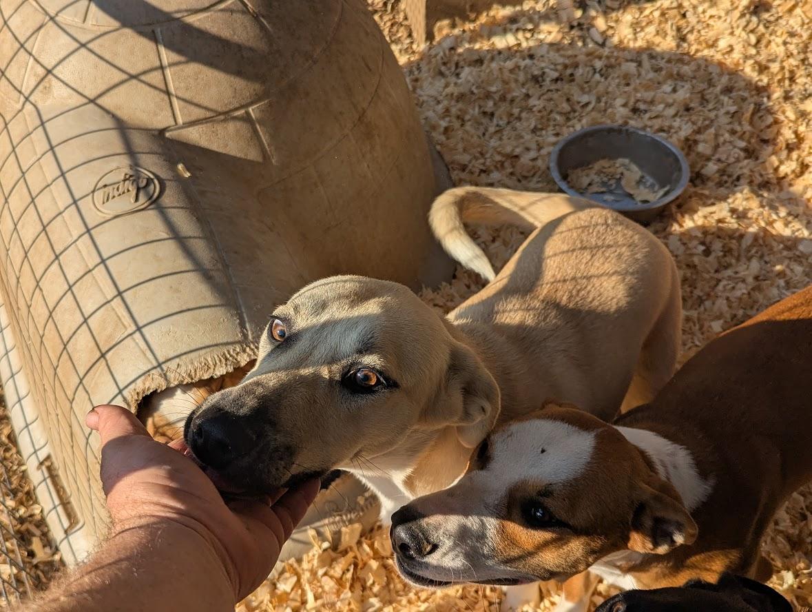 COCONUT PIE — thumbnail 5