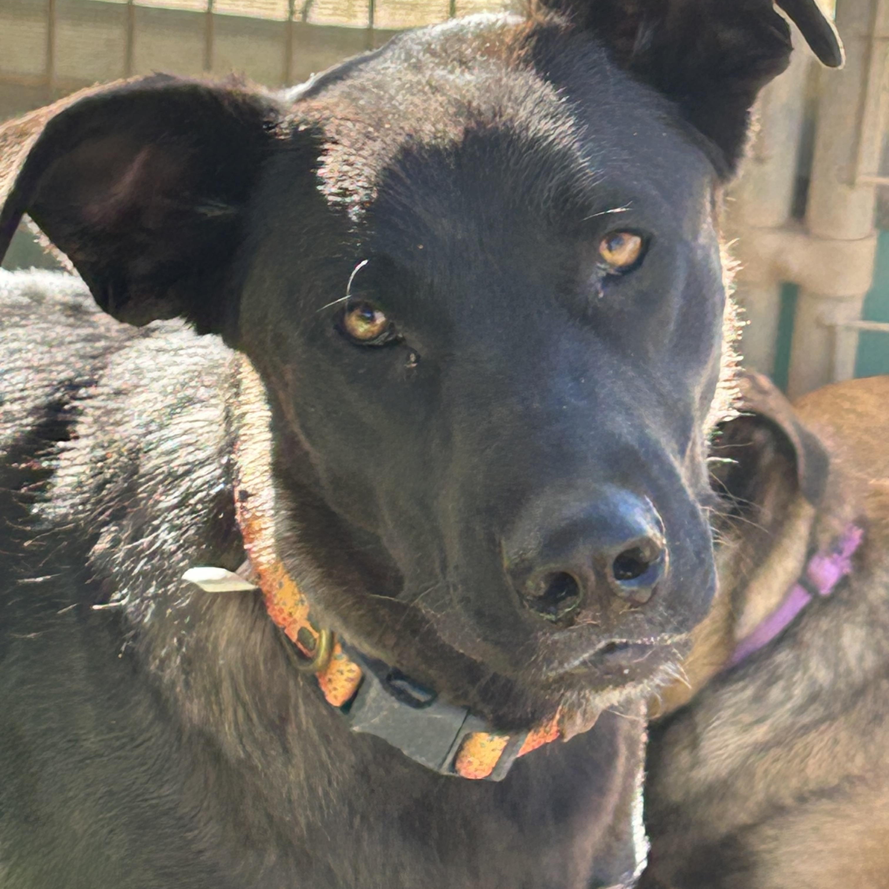 CUBBY, Adoptable, Young Male Labrador Retriever & Belgian Shepherd / Malinois.