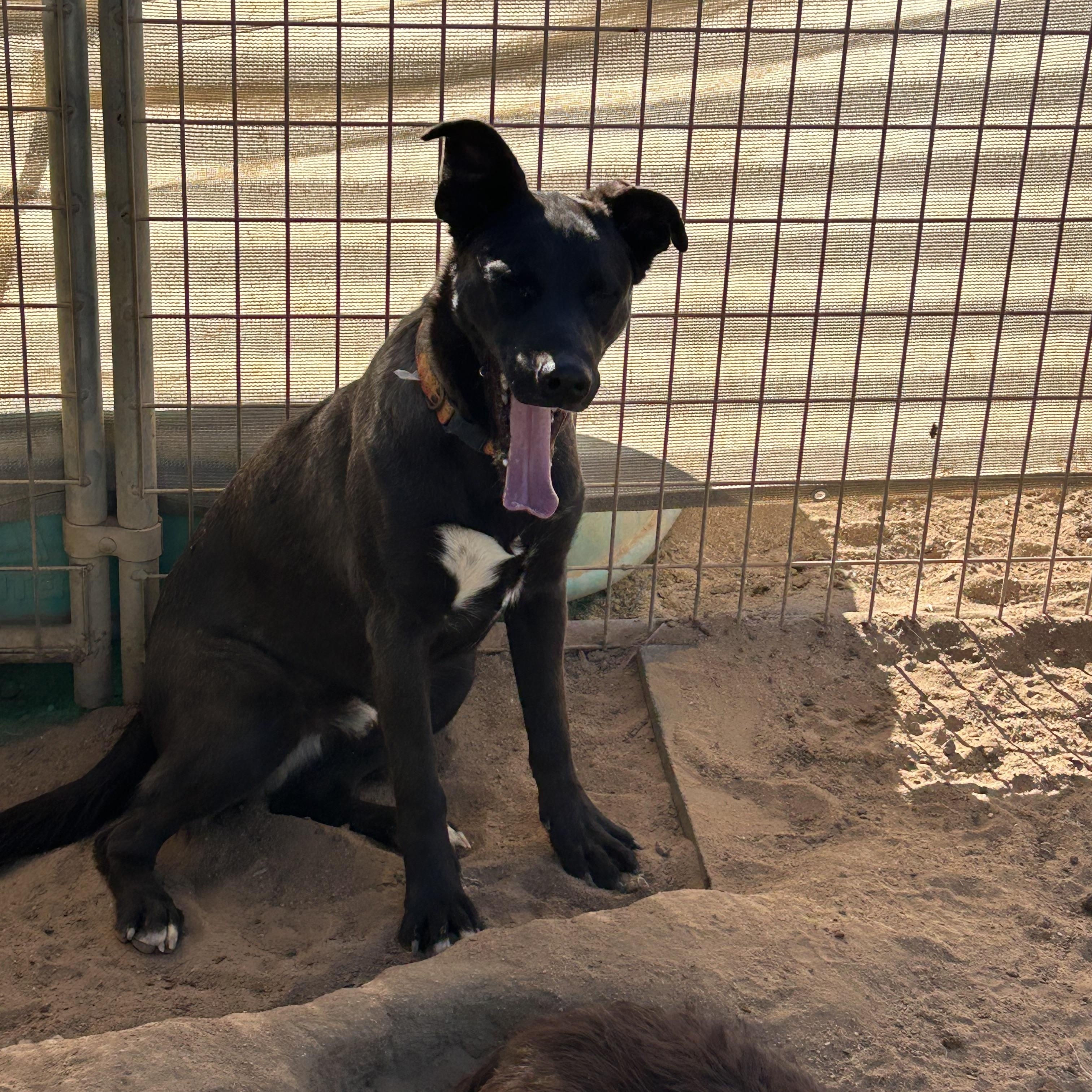 Enlarge CUBBY, a Adoptable mixed breed in Norco, CA image 2/3