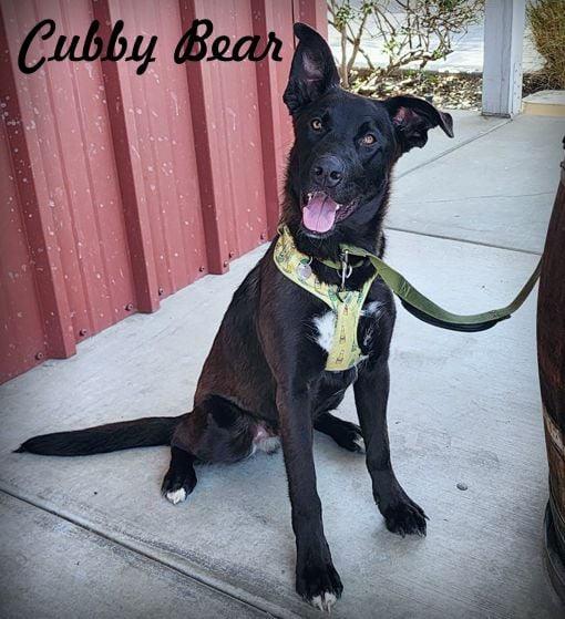 Enlarge CUBBY, a Adoptable mixed breed in Norco, CA image 3/3