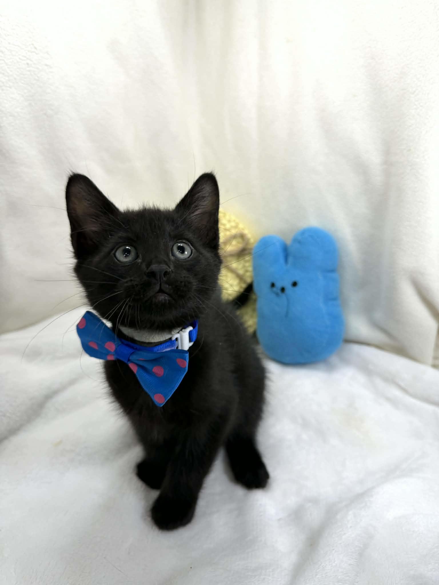 Enlarge Felix, an adopted Domestic Short Hair in Tavares, FL image 2/3