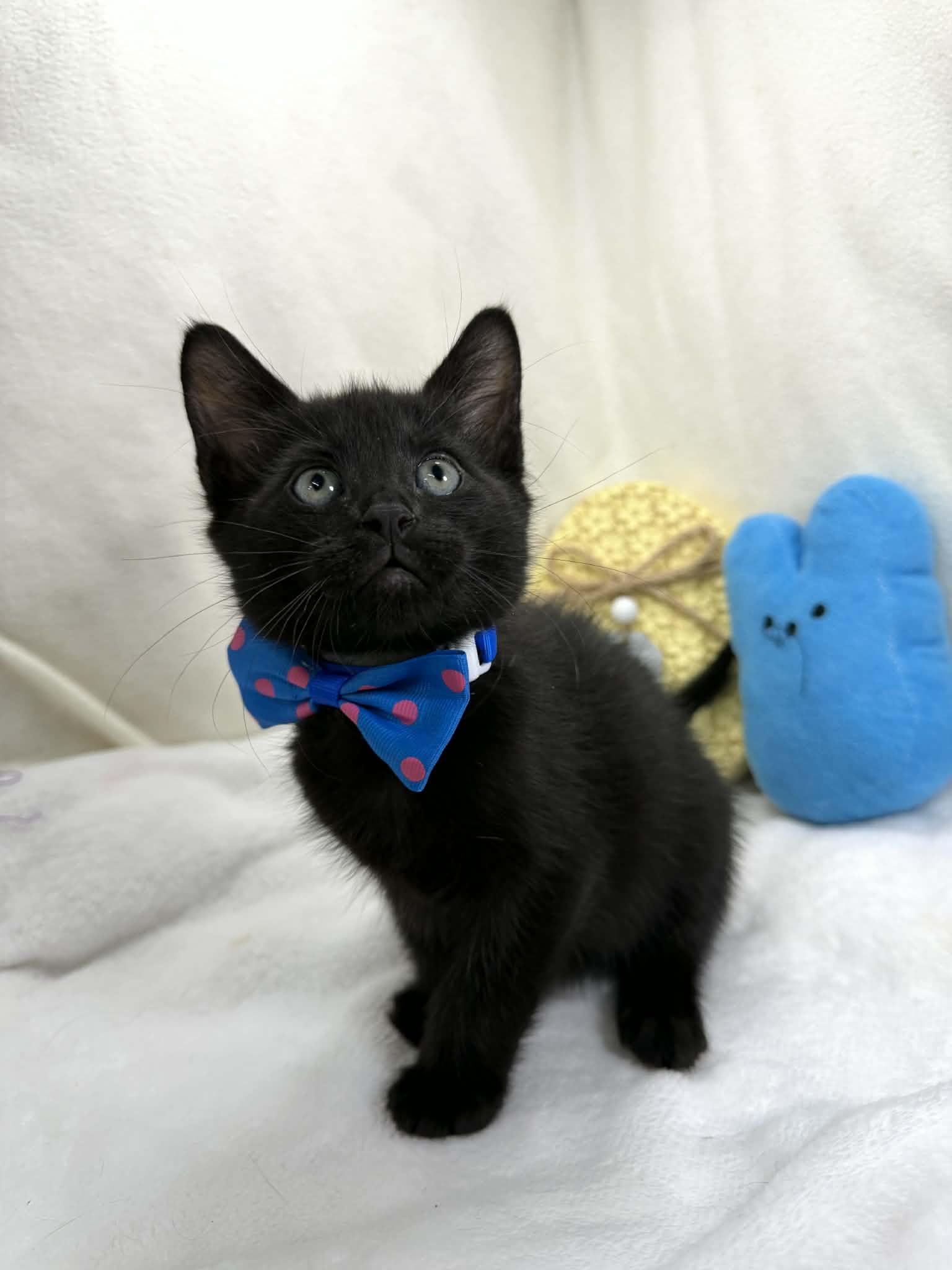 Enlarge Felix, an adopted Domestic Short Hair in Tavares, FL image 3/3