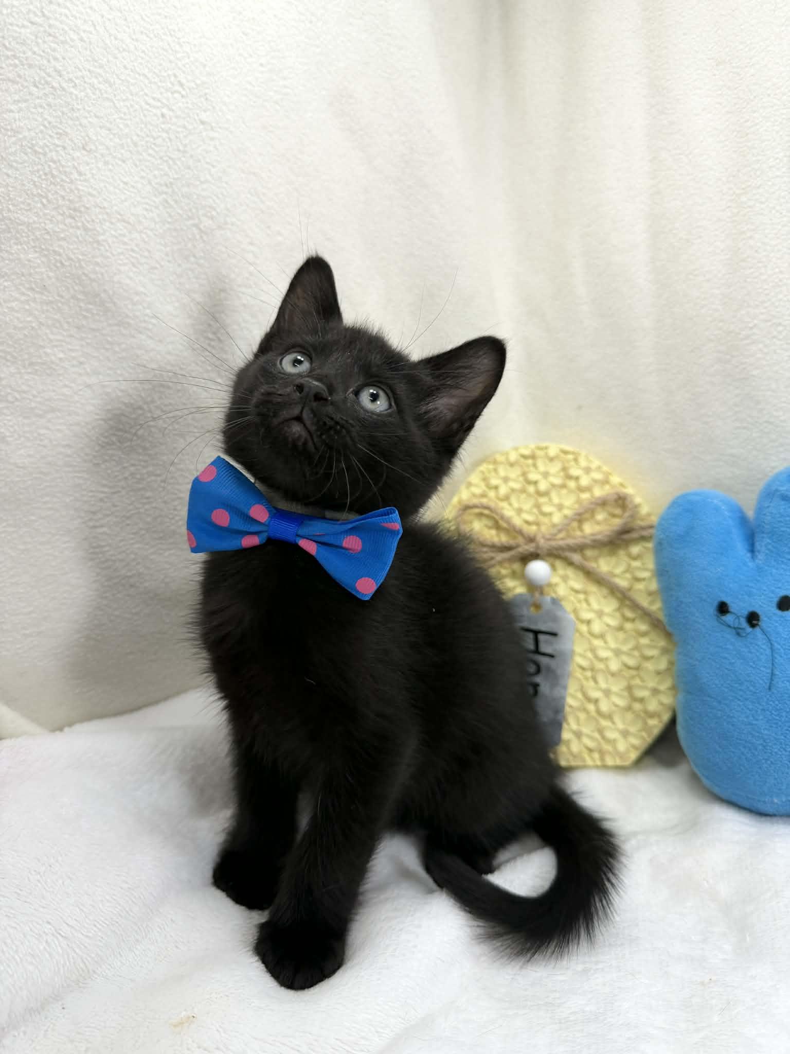 Enlarge Felix, an adopted Domestic Short Hair in Tavares, FL image 1/3