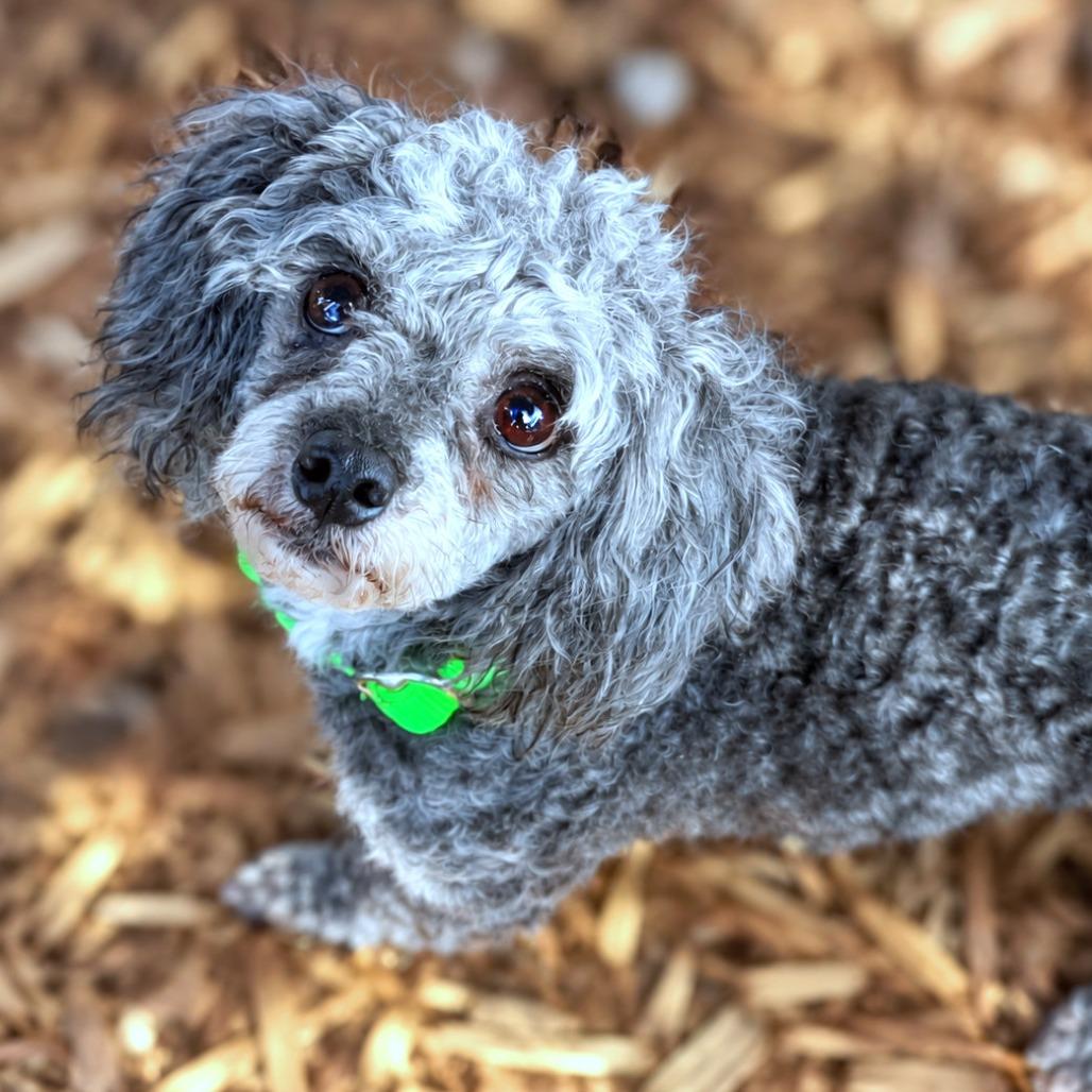 Andres, Adoptable, Senior Male Miniature Poodle.