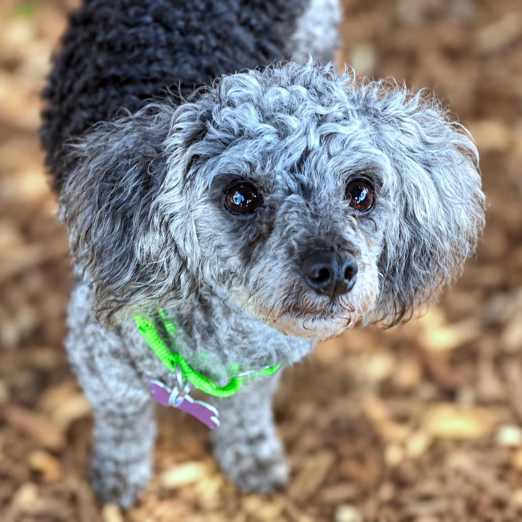 Enlarge Andres, a Adoptable Miniature Poodle in Boerne, TX image 2/6