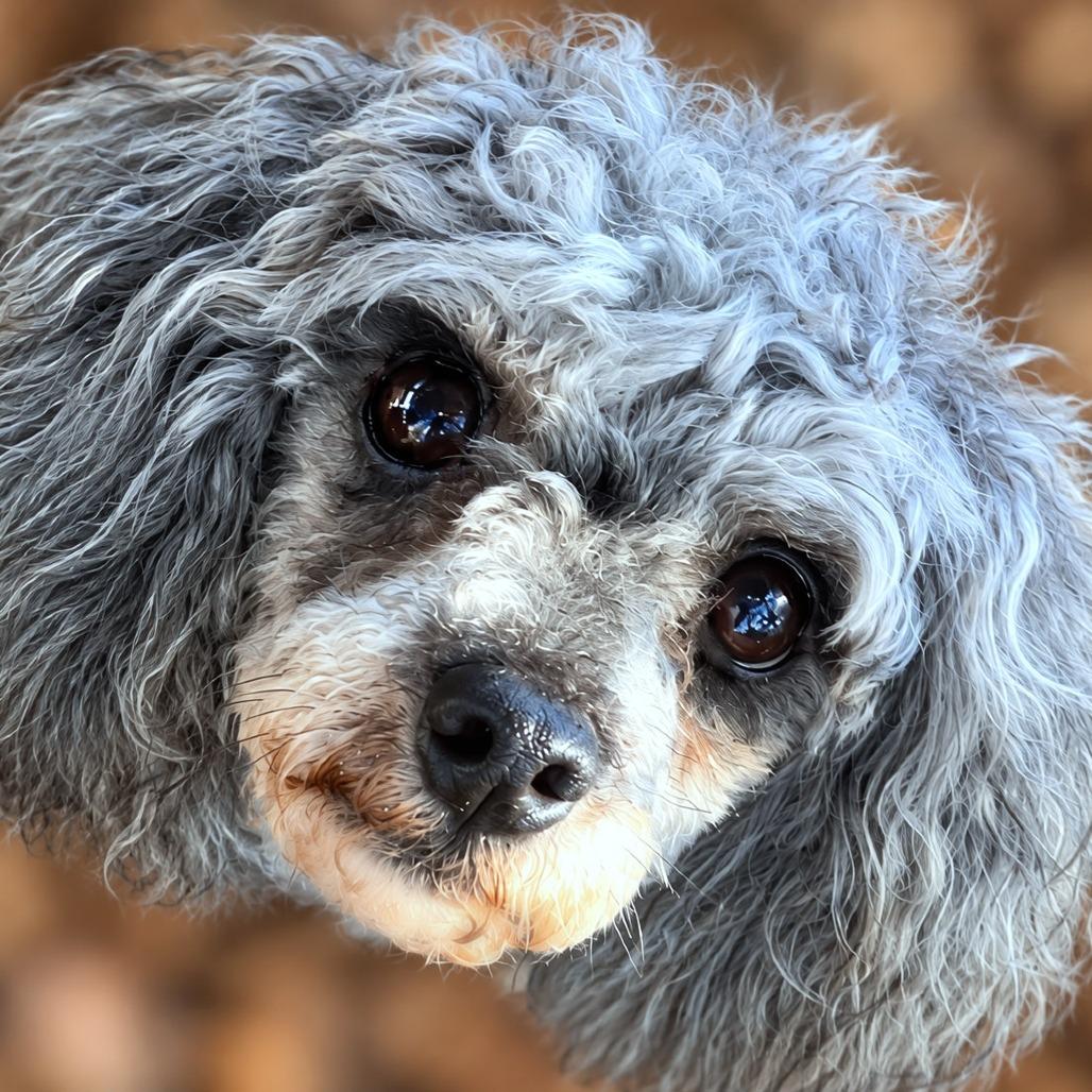 Enlarge Andres, a Adoptable Miniature Poodle in Boerne, TX image 3/6