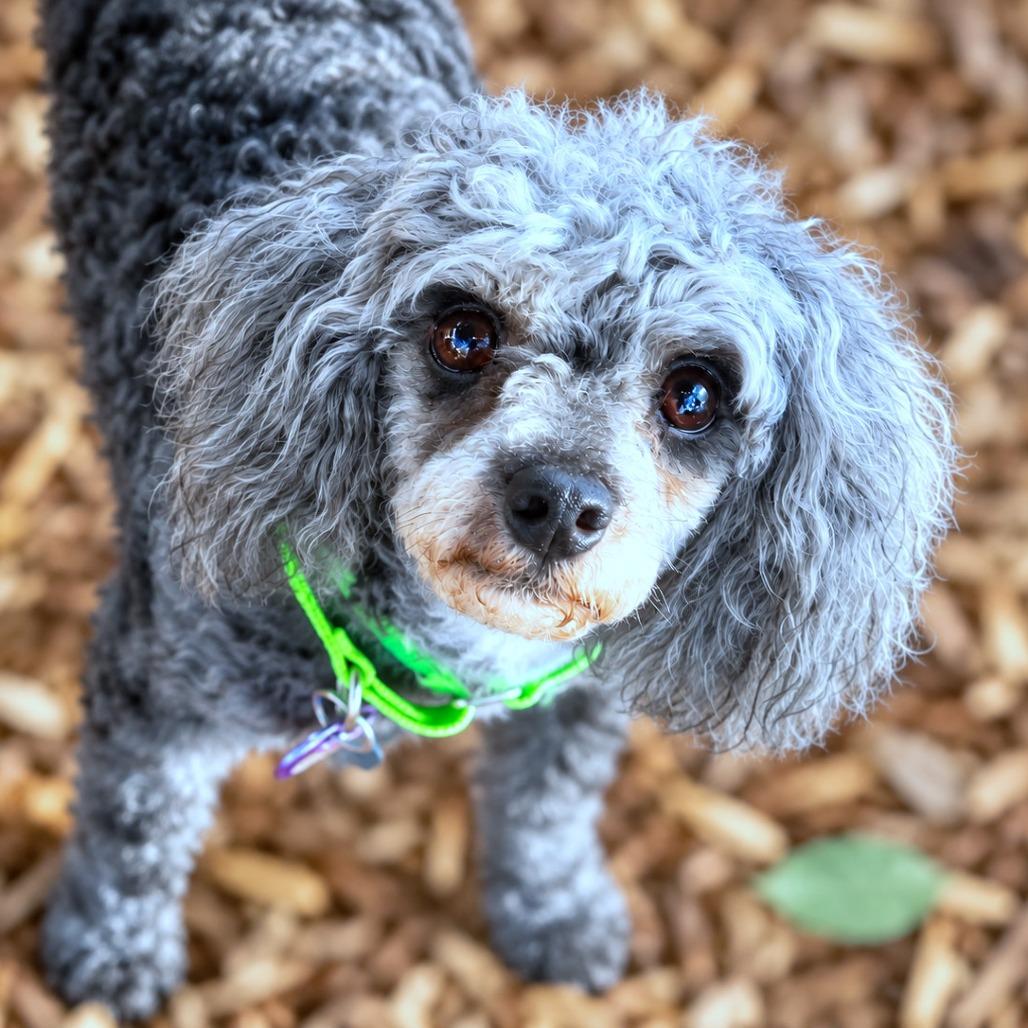 Enlarge Andres, a Adoptable Miniature Poodle in Boerne, TX image 4/6