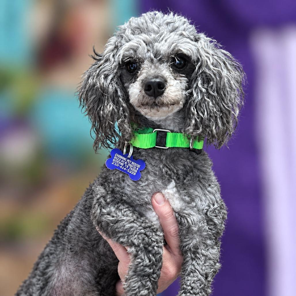 Enlarge Andres, a Adoptable Miniature Poodle in Boerne, TX image 5/6