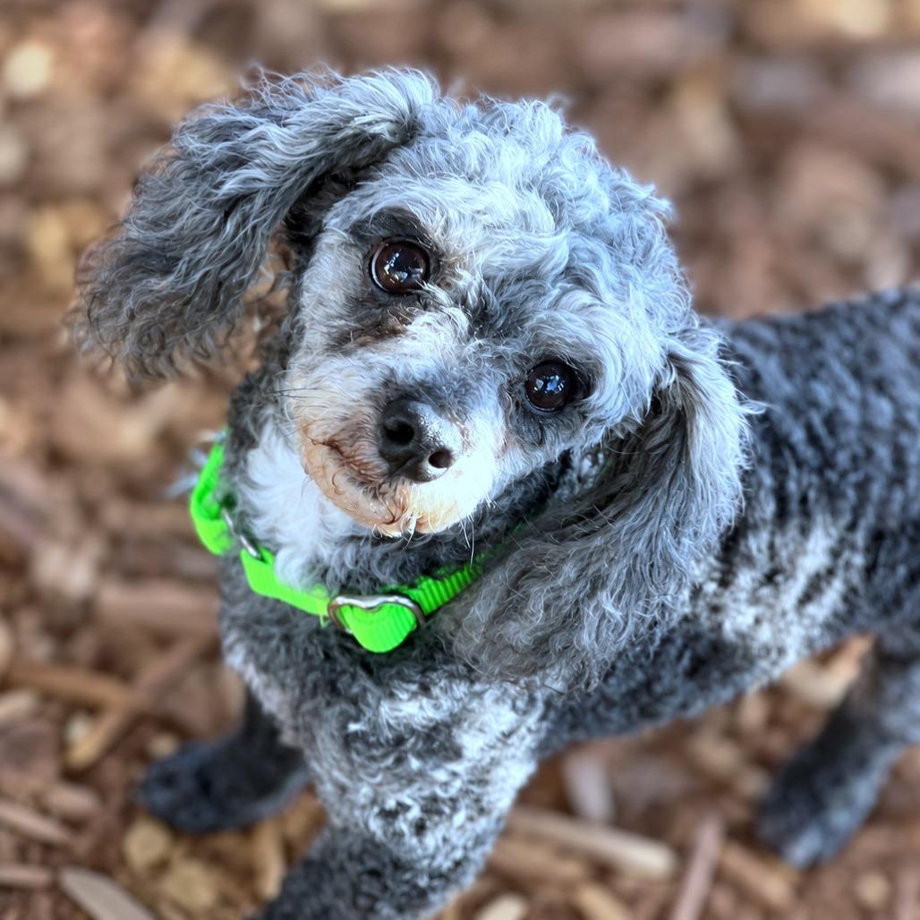 Enlarge Andres, a Adoptable Miniature Poodle in Boerne, TX image 6/6