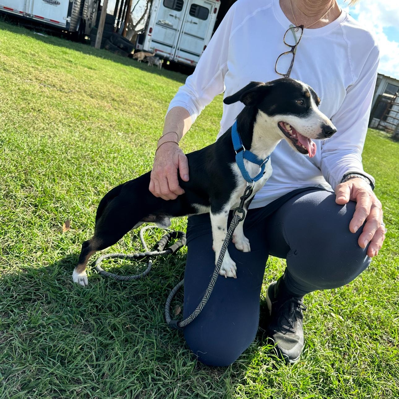 Enlarge Elliot, a ADOPTABLE mixed breed in Sealy, TX image 5/6