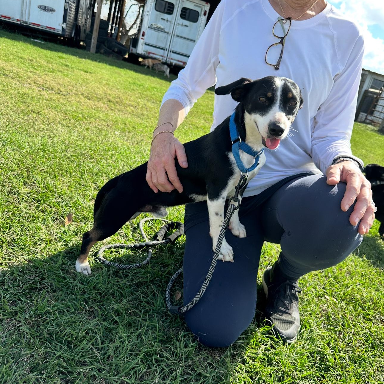 Enlarge Elliot, a ADOPTABLE mixed breed in Sealy, TX image 4/6