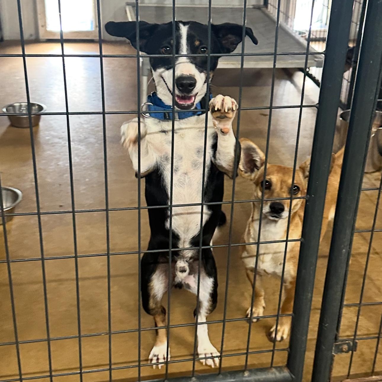 Enlarge Elliot, a ADOPTABLE mixed breed in Sealy, TX image 6/6