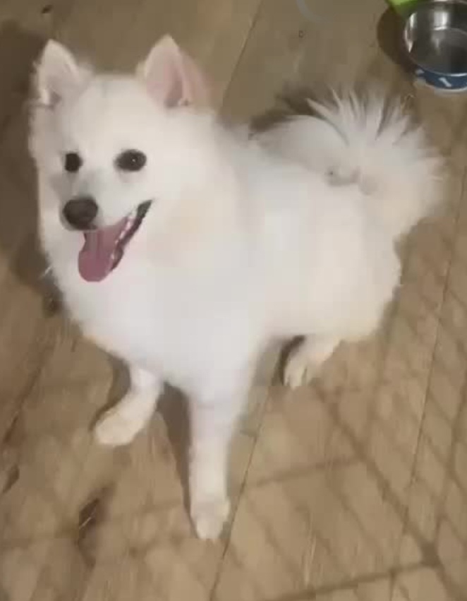 Enlarge Khoa, a Adopted American Eskimo Dog in Kinsey, AL image 1/1