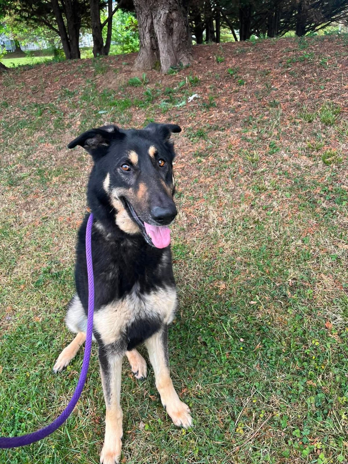 Enlarge Rebel, a Adoptable mixed breed in Front Royal, VA image 1/1