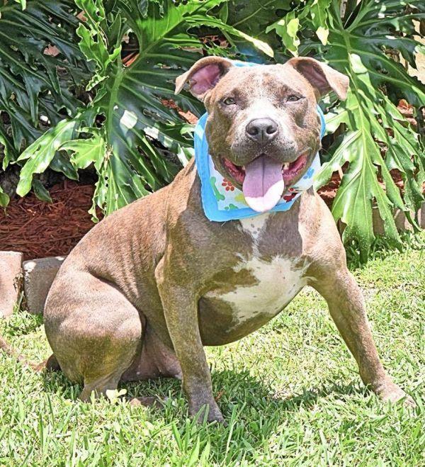 Enlarge Lucky Bruce Franklin, a Adoptable American Staffordshire Terrier in Palm Bay , FL image 1/4