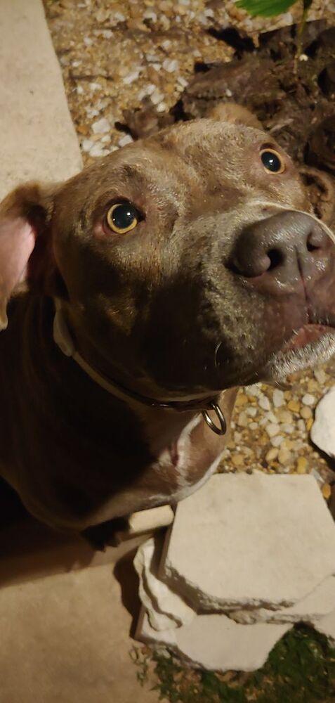 Enlarge Lucky Bruce Franklin, a Adoptable American Staffordshire Terrier in Palm Bay , FL image 2/4