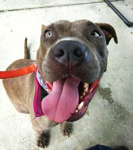 Enlarge Lucky Bruce Franklin, a Adoptable American Staffordshire Terrier in Palm Bay , FL image 3/4