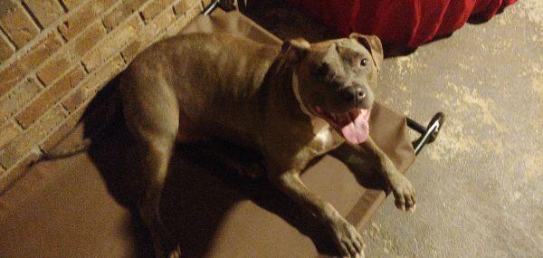 Enlarge Lucky Bruce Franklin, a Adoptable American Staffordshire Terrier in Palm Bay , FL image 4/4