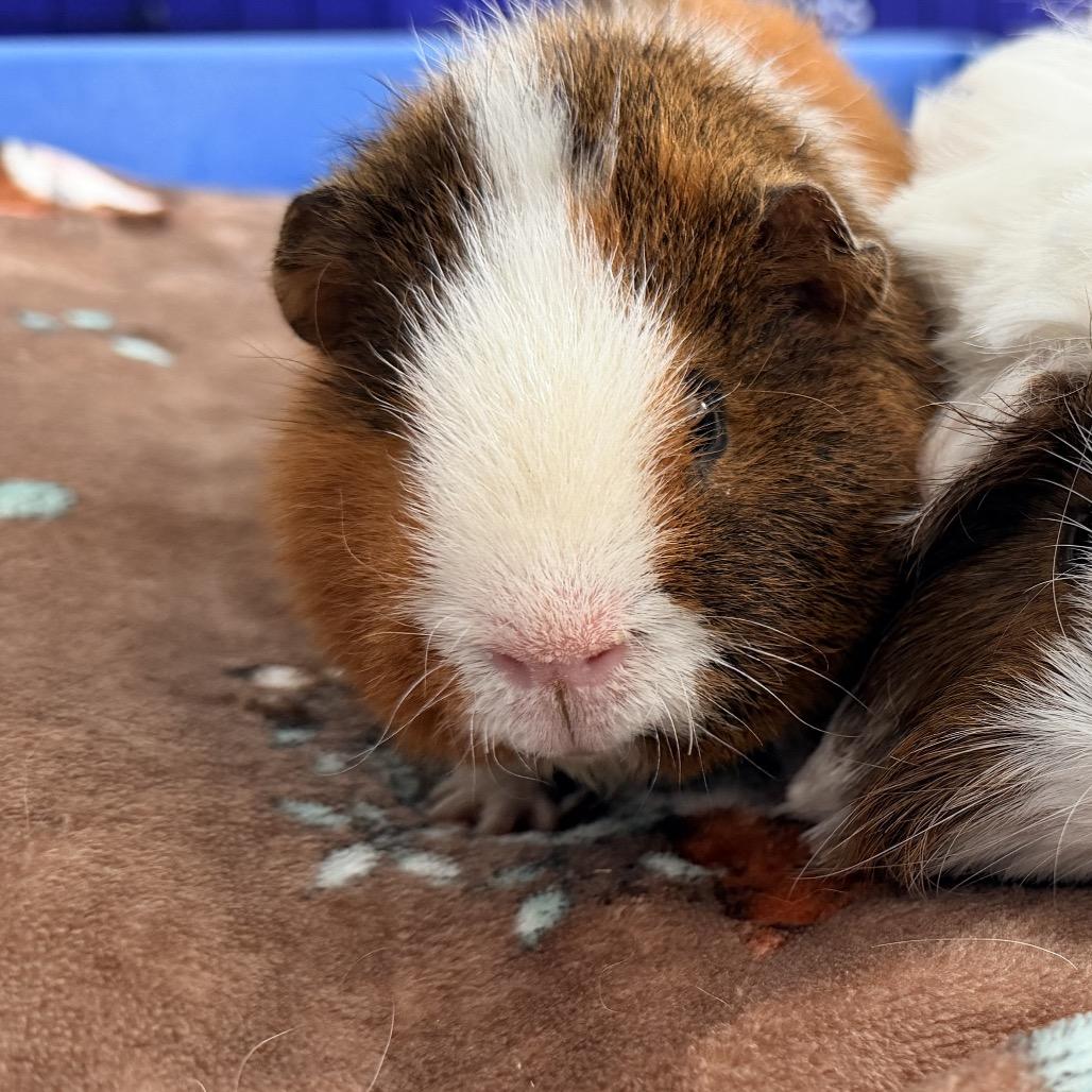 Teddy (bonded with Miso), Adoptable, Baby Male Teddy.