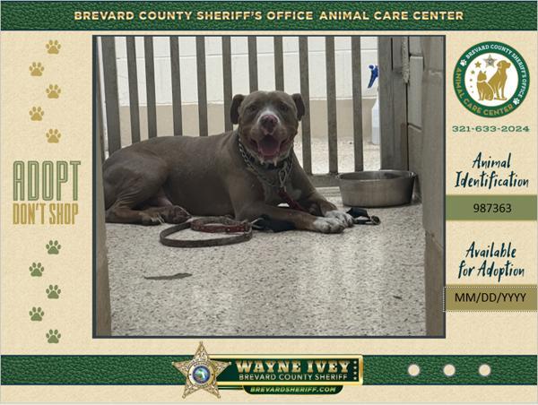 Button, Adoptable, Adult Male Mixed Breed.