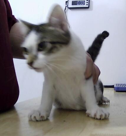 Reagan, Adoptable, Kitten Female Domestic Short Hair.