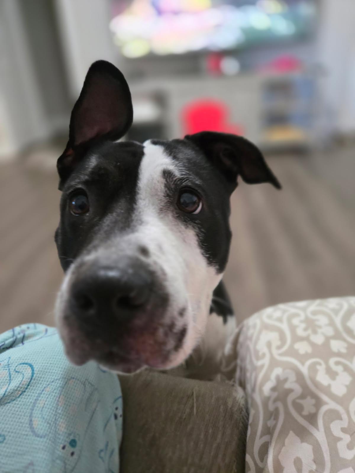 Blue, a Adoptable Mixed Breed in Auburn, GA image 2/5