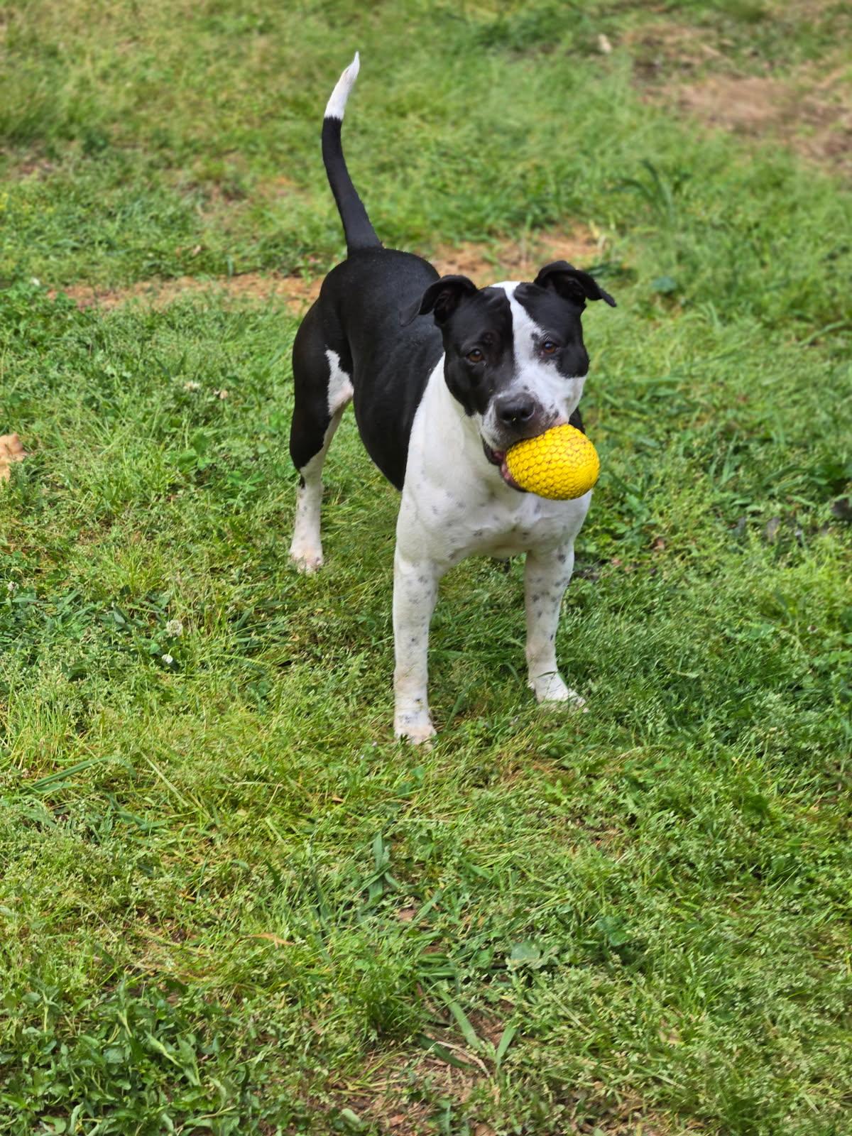 Blue, a Adoptable Mixed Breed in Auburn, GA image 3/5