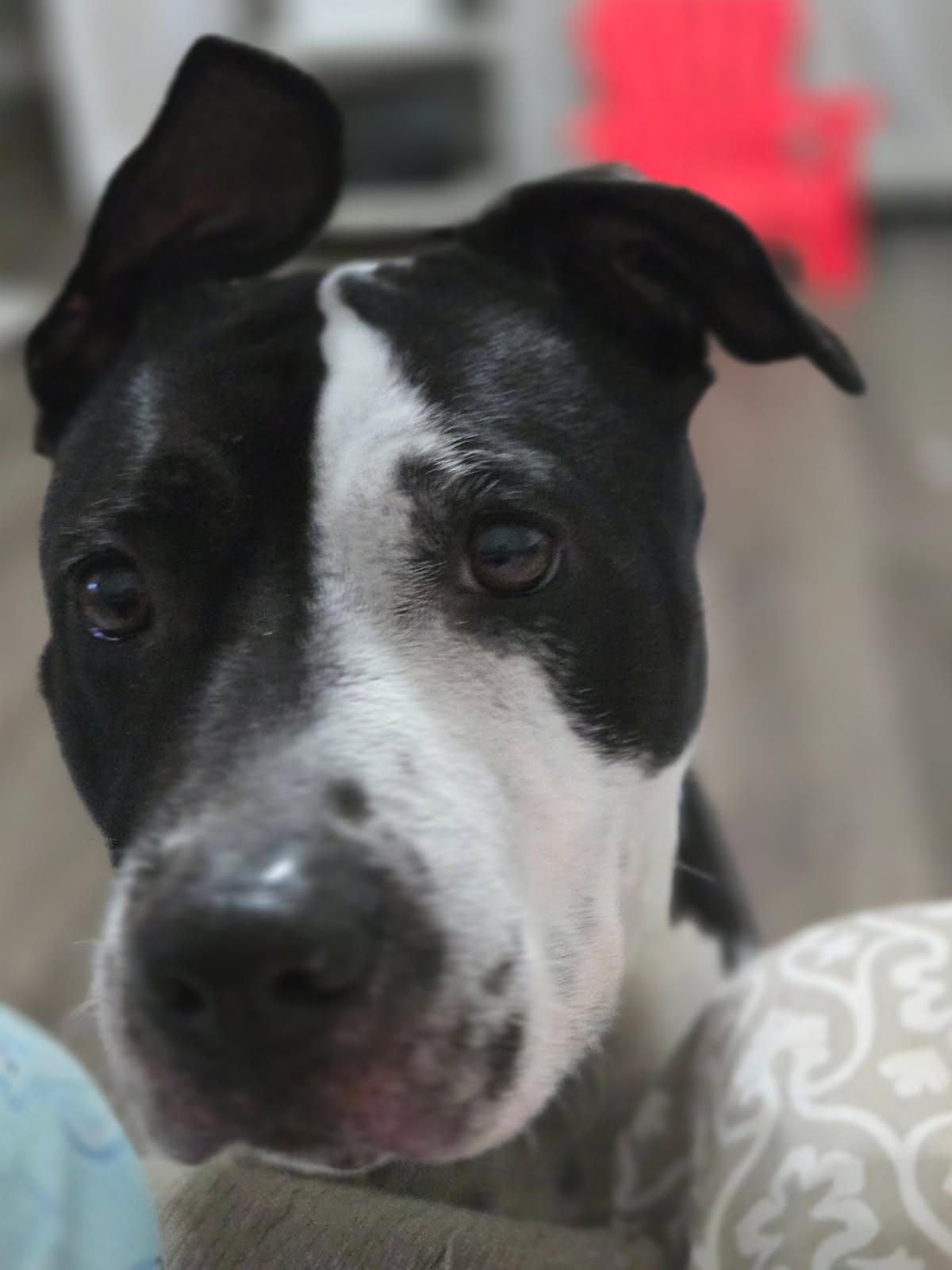 Blue, a Adoptable Mixed Breed in Auburn, GA image 4/5