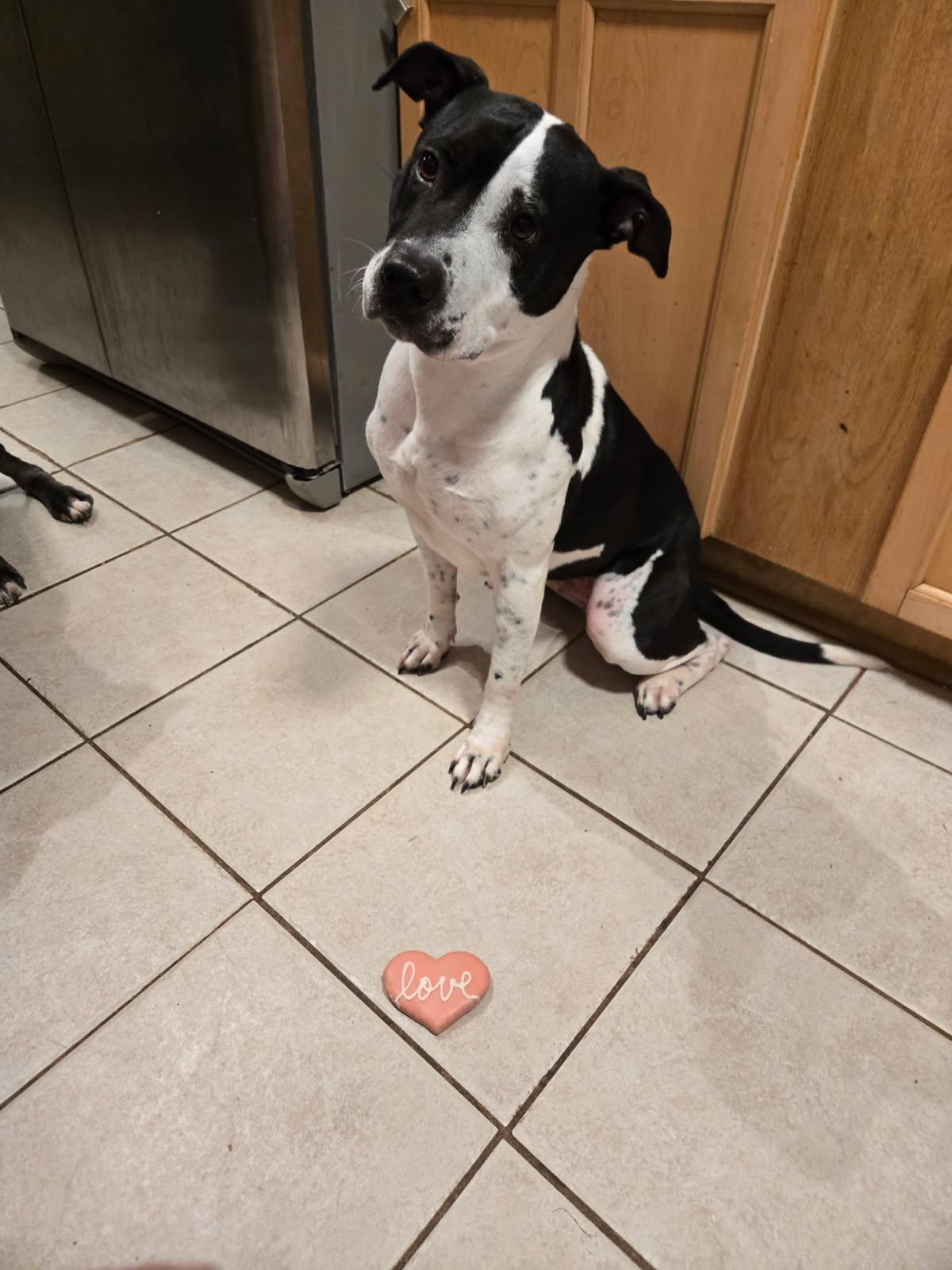 Blue, Adoptable, Adult Female Mixed Breed.