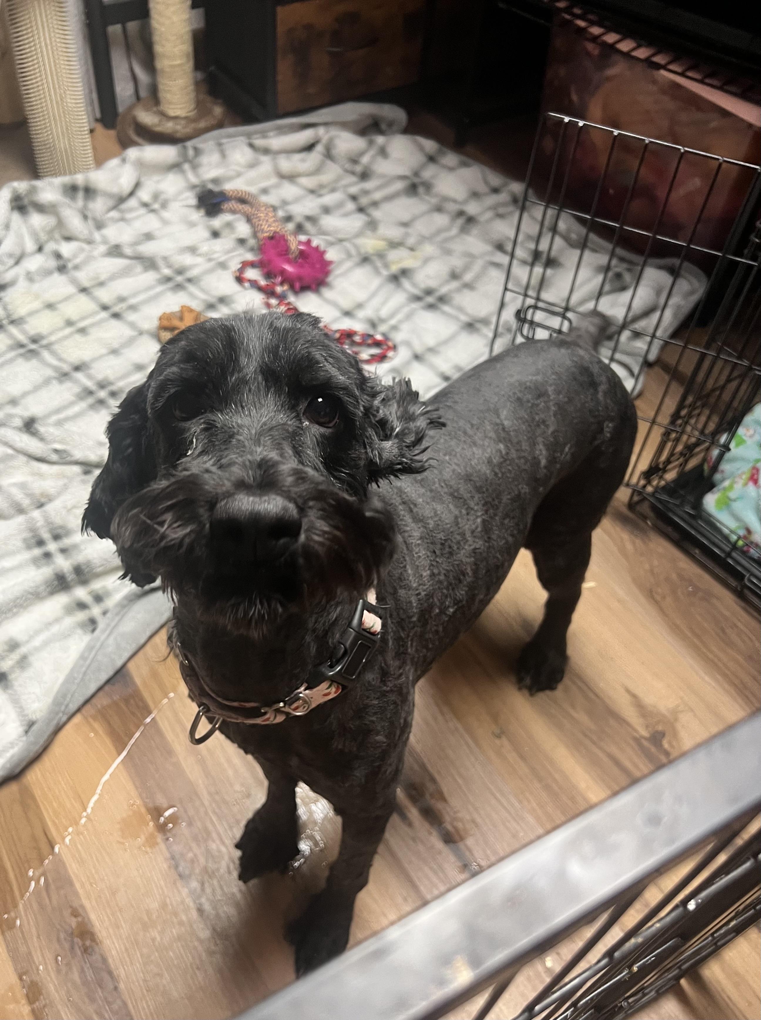 Eliza, adopted, Adult Female English Springer Spaniel & Poodle.