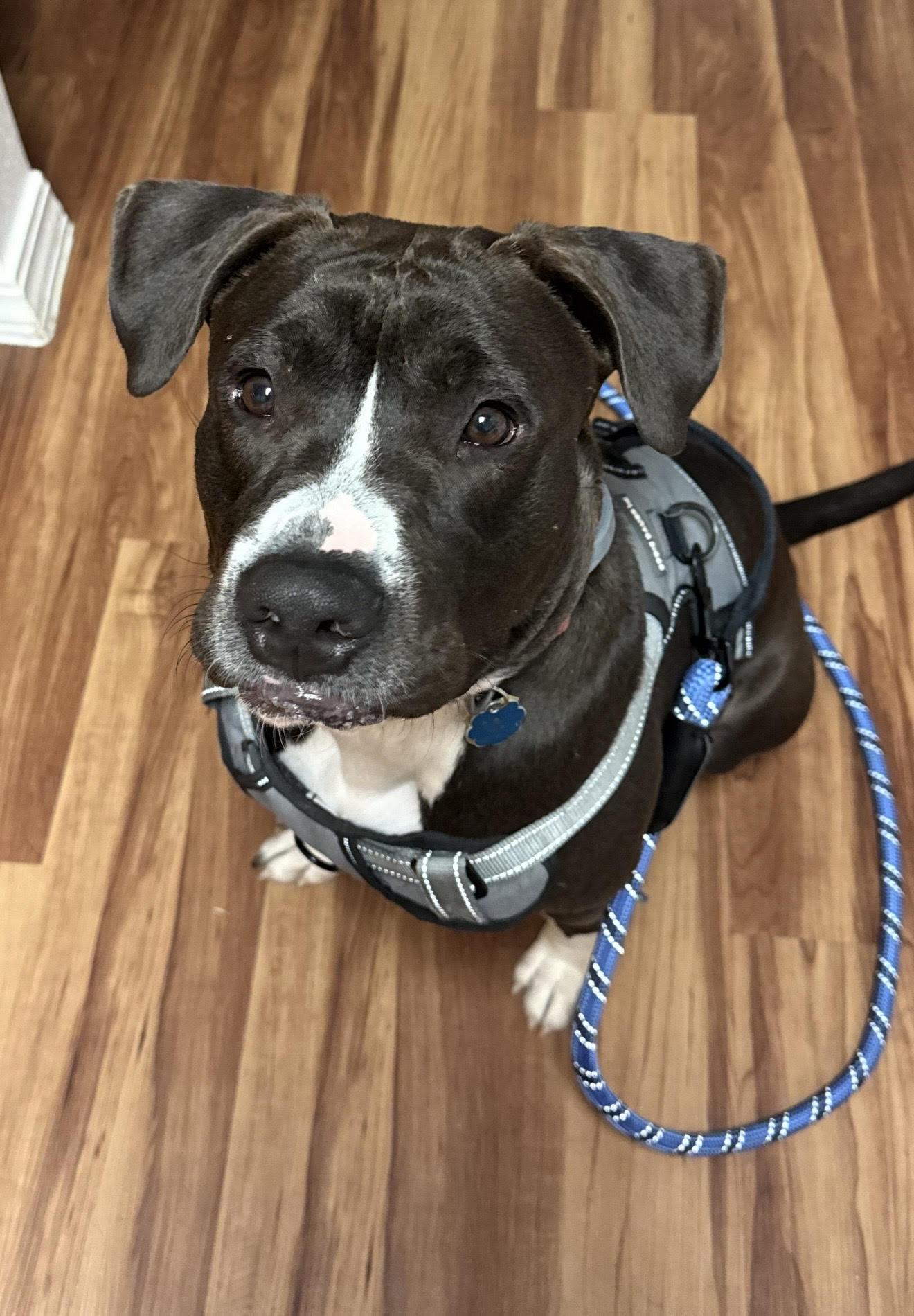 Pochita, ADOPTABLE, Young Male Pit Bull Terrier & Collie.