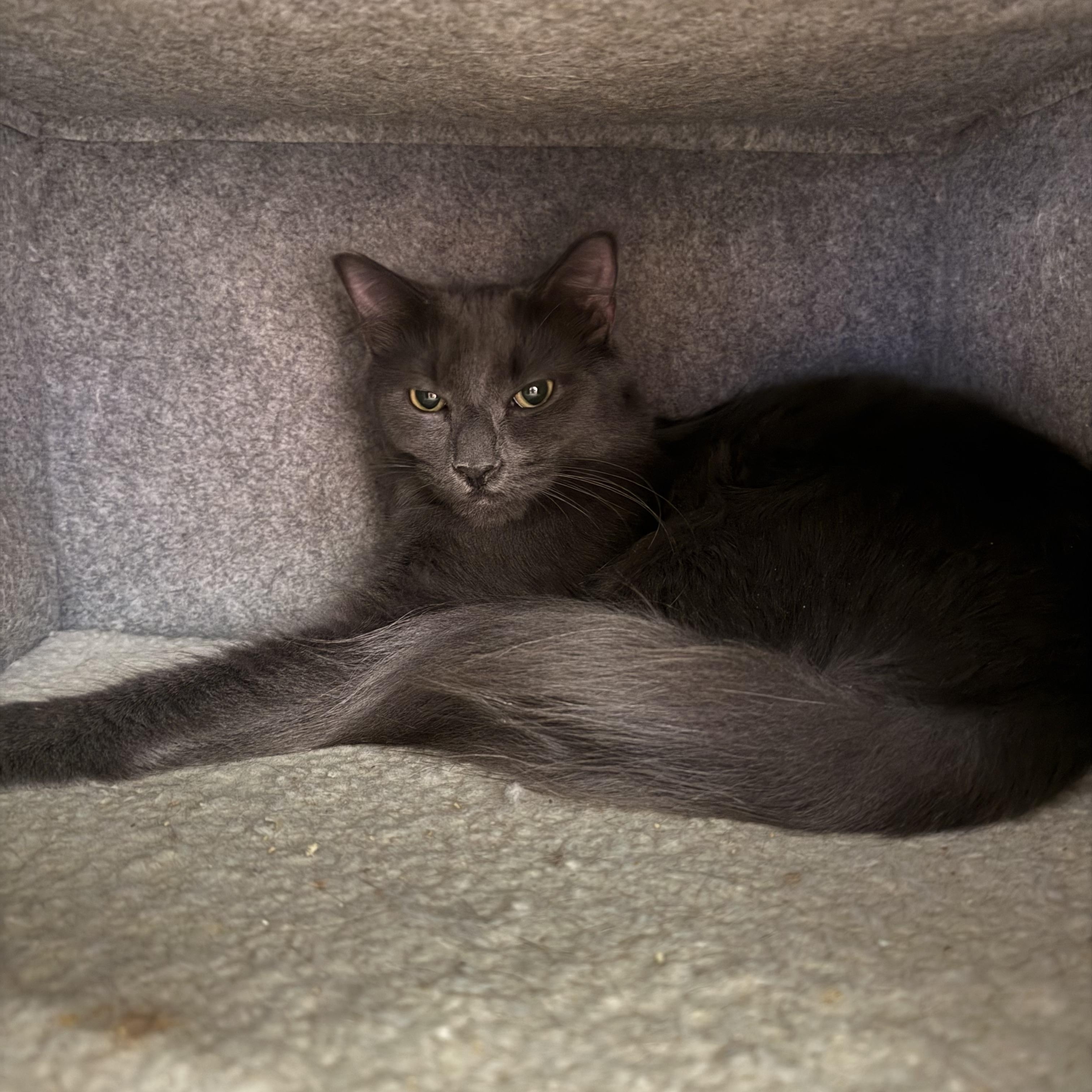 Enlarge Jude and Jet, a Adoptable Domestic Medium Hair in Old Saybrook, CT image 2/3