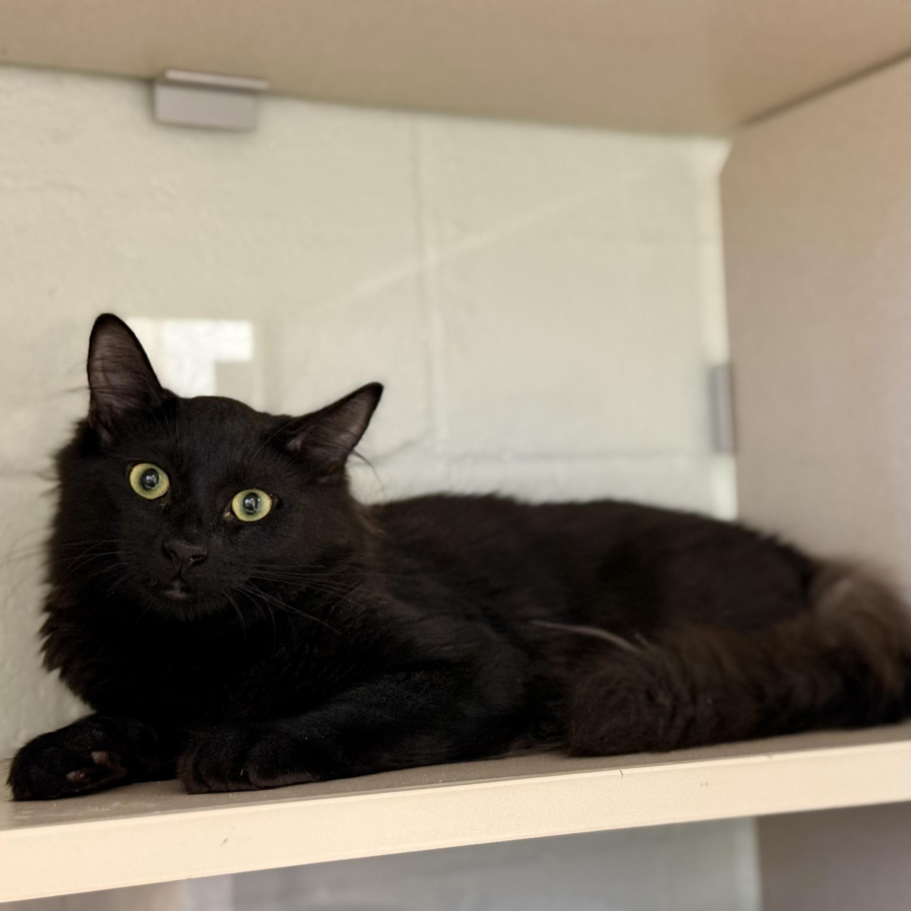 Enlarge Jude and Jet, a Adoptable Domestic Medium Hair in Old Saybrook, CT image 3/3