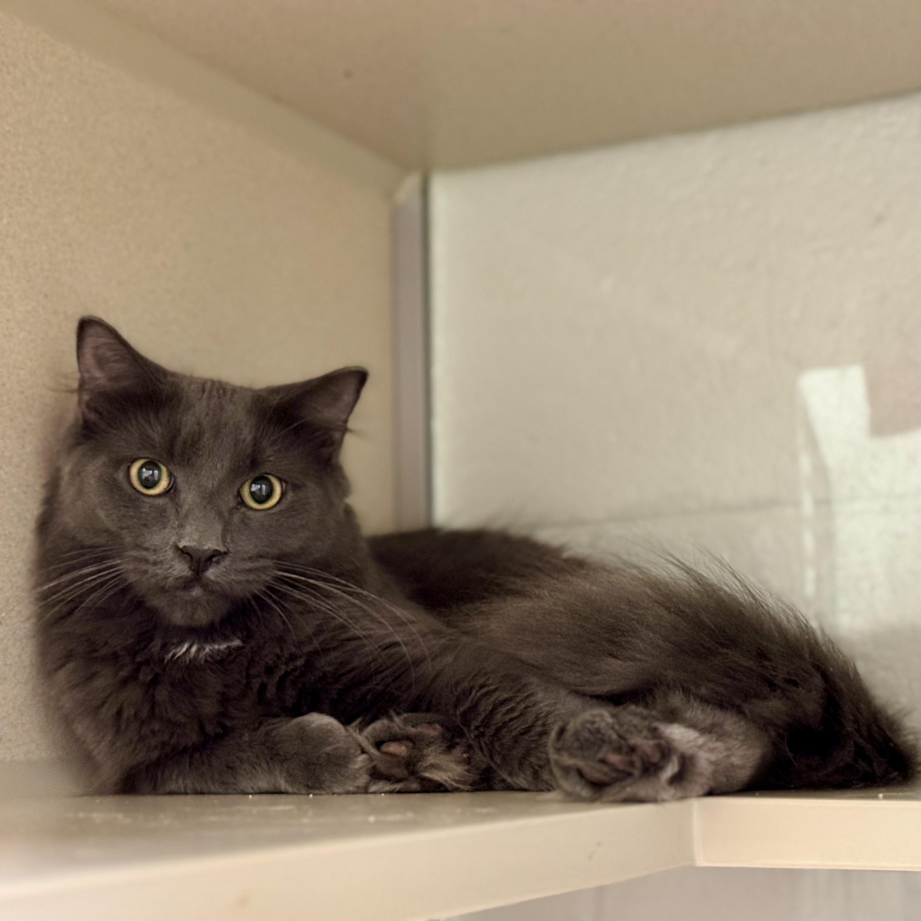 Jude and Jet, Adoptable, Young Male Domestic Medium Hair.
